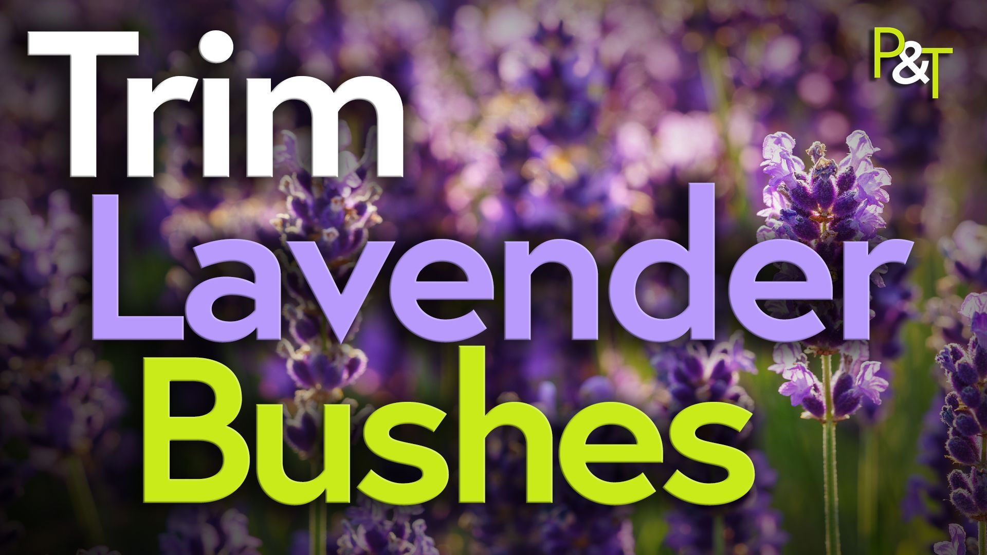 A field of lavender, mostly out of focus but predominantly in flower in purple colours with a flower spike in the middle left of screen. The text Trim Lavender Bushes in White, Purple and Green fills the frame.