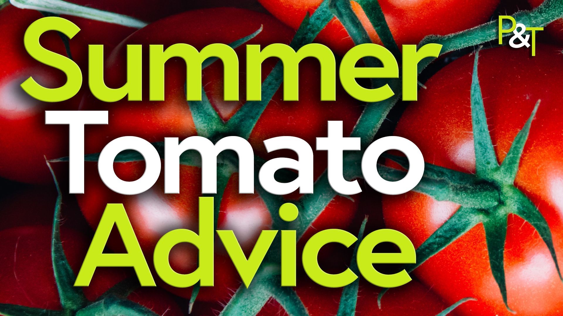 Closeup of ripe red tomatoes from above - connected together on the vine. Over the top in green and white lettering the words Summer Tomato Advice.