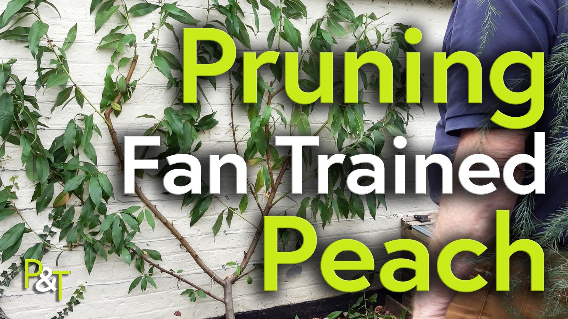 A cream or off white painted brick wall fills the frame. we see it slightly angled and against it is a peach tree with various limbs splayed and tied to the wall with wire. There are lush green leaves on most of the branches and the white and green text fan trained peach is across most of the image aligned to the right.