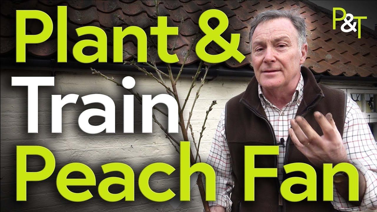 Martin stood with his back to a wall where a peach tree sapling is propped up ready to be planted. The text Plant and Train Peach Fan in green and white