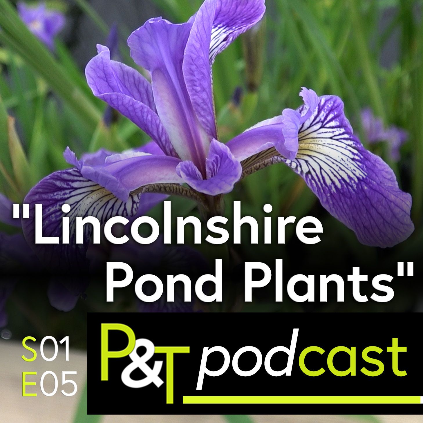 A purple iris with greenery around. The text 