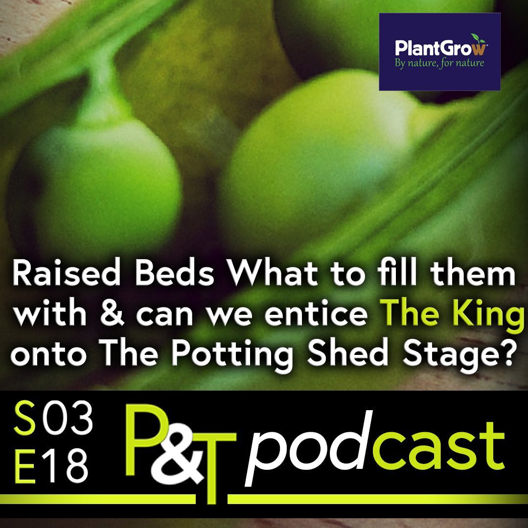 extreme close up of the inside of a pea pod - two peas are visible. The text Raised Beds? What to fill them with? Can we entice the King onto the Potting Shed Stage? in white and the PT logo and episode details in green and white.