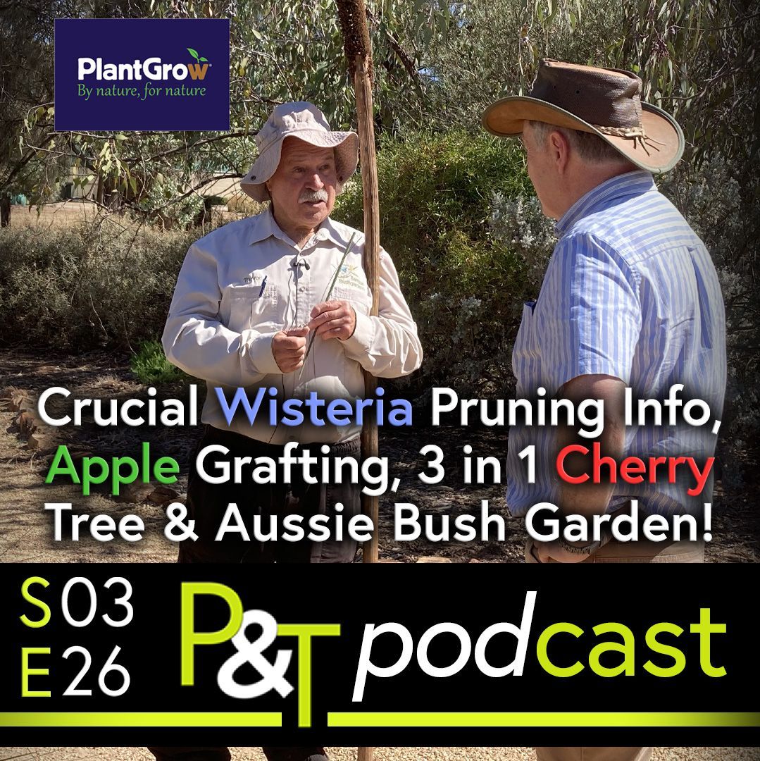Barossa Garden Volunteer Trevor shows Martin a grass plant stalk (a stick about 4cm diameter and 75cm long with a brown end that is like a scaled up match stick. Trevor faces the camera and Martin has his back to the camera, they are in the Barossa Bush garden in bright sunshine.