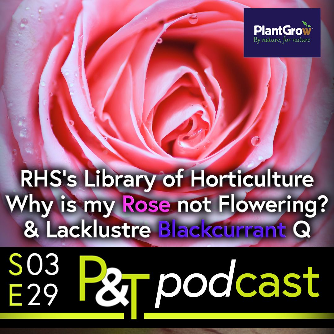 Closeup of the centre of a pink rose flower, so close you cannot see the petals at the edges. text saying RHSs Library of Horticulture, Why is my Rose not flowering and lacklustre Blackcurrant in white. at the bottom is the pt logo and episode details in green and white on a black background. 