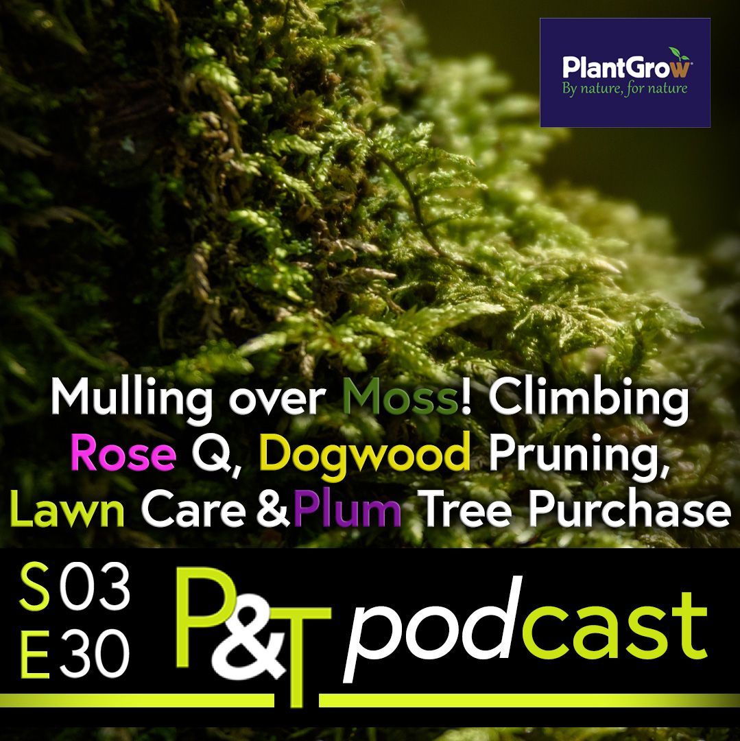 extreme closeup image of verdant green moss on a dark background the closeup in focus is towards the bottom left of the frame and the top right is dark background. The title of the podcast is on the bottom  of the image in text along with the green PT logo on a black stripe background