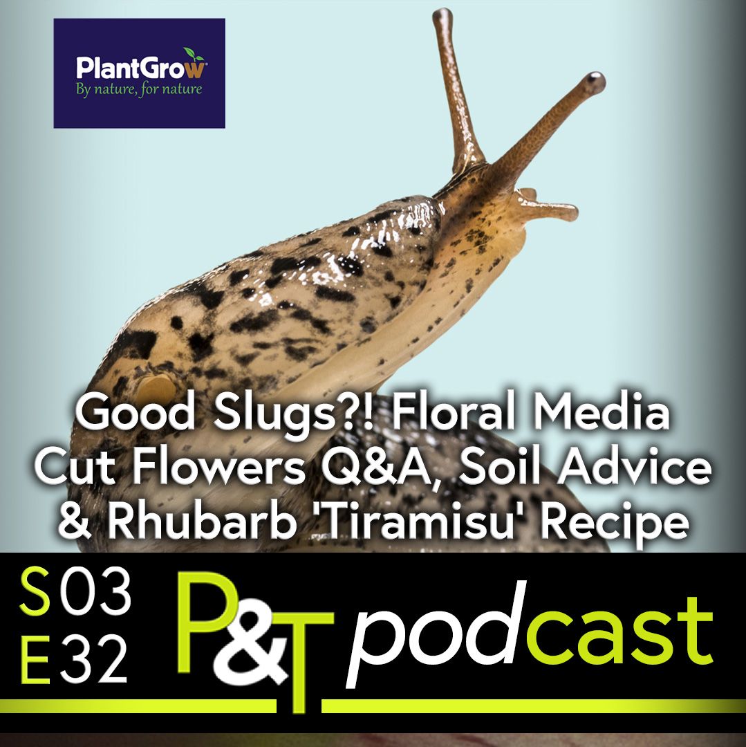 Closeup of a leapord slug on a white background. The slug is reared up with its antenna extended and looks as if it is looking over its shoulder away from the camera, showing off its spots on its back. the text in white is Good Slugs? Floral Media Cut Flowers Q and A Soil Advice and Rhubarb Tiramisu at the bottom of the image and also the PT logo and episode details in green and white on a black background. 