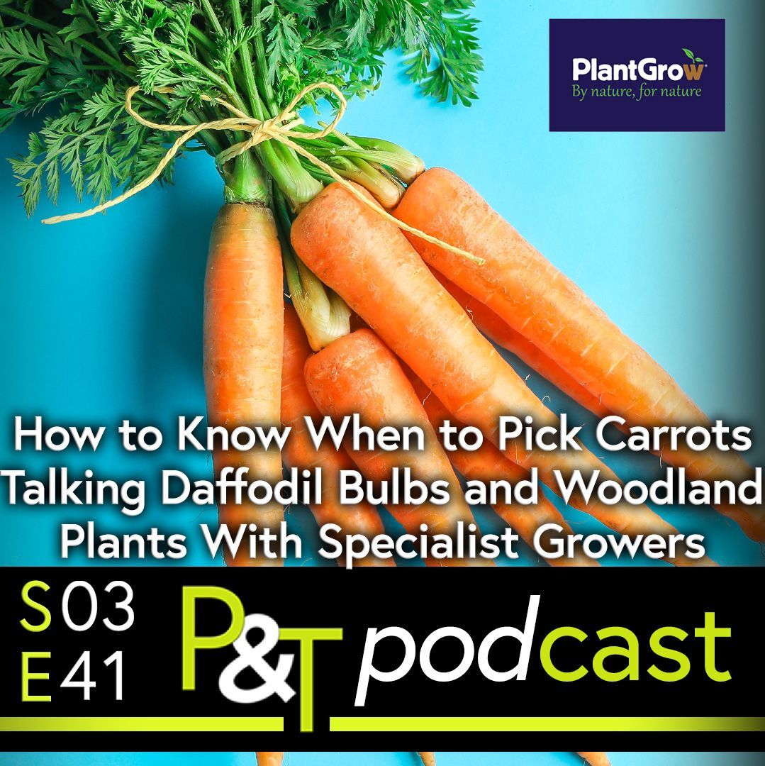 A bunch of carrots tied together at the leaves - there are four or five of them lying on a blue background. The text How to Know When to Pick Carrots, Talking Daffodil Bulbs and Woodland Plants with Specialist Growers is in white at the bottom along with the PT logo and episode details in green and white on a black background. 