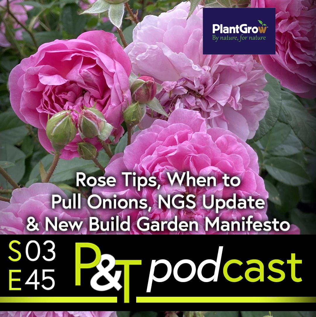Image shows Harlow Carr Rose, a pink flowering rose bush with several blooms in shot and a bud that's due to flower soon. Over the image there's a plant grow logo on the top left and some white text that reads Rose Tips When to Pull Onions NGS Update New Build Garden Manifesto. there's also the PT logo and episode details in green and white text on a black strip across the bottom of the image.