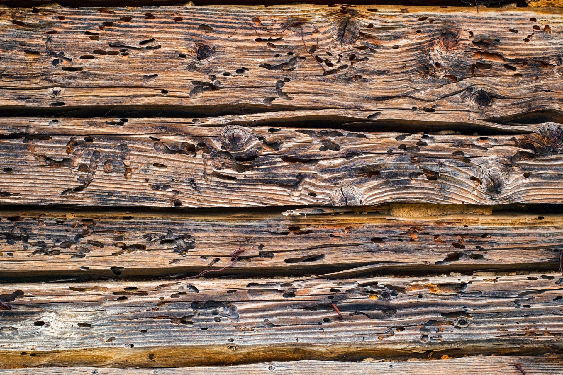 A close up of a wooden surface with holes in it made by termites