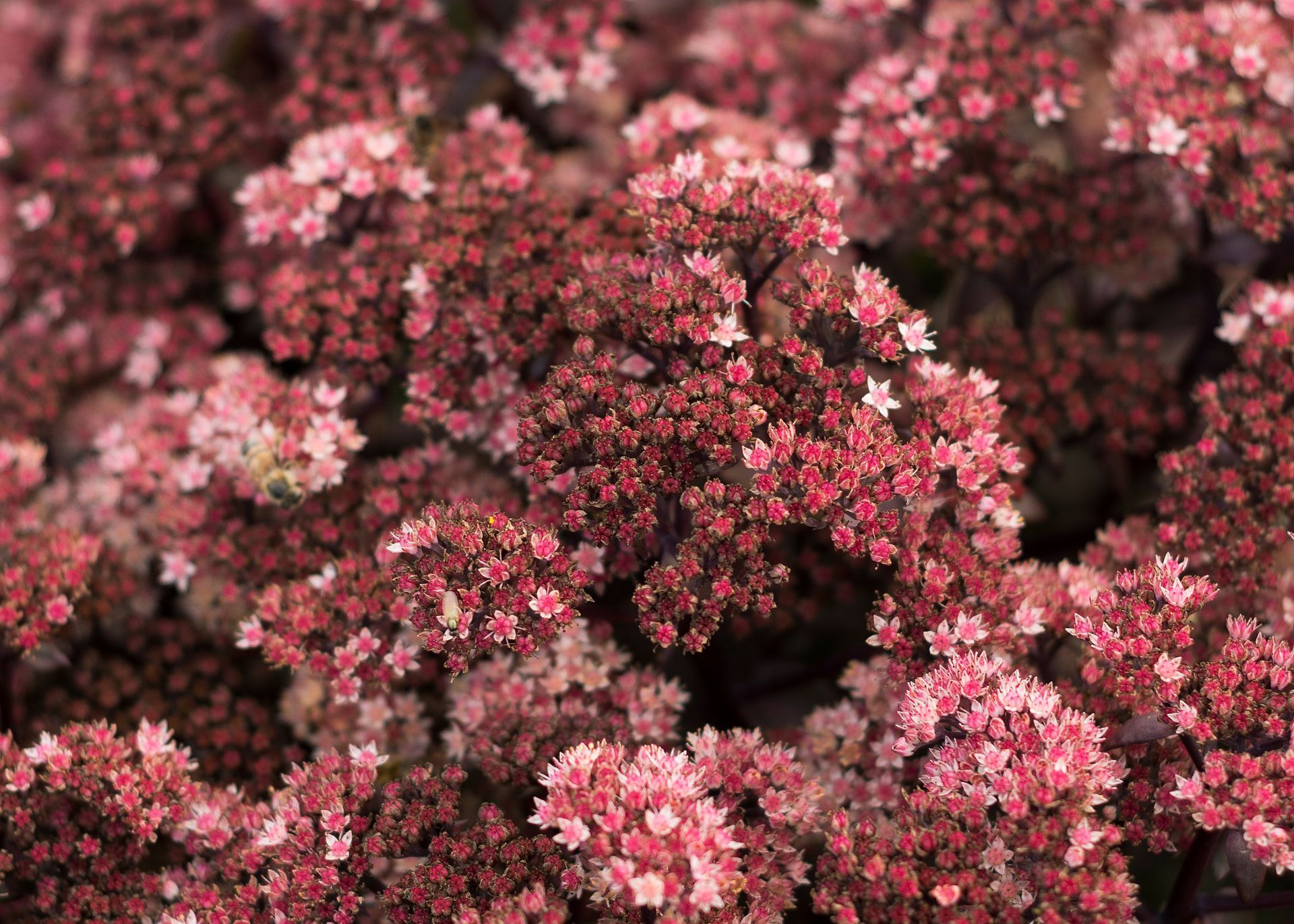 Dense cluster of pink and red flowers filling the frame
