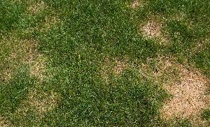 Picture Of Grass | Cincinnati, OH | Nature Plus Lawn & Irrigation Picture Of Grass | Cincinnati, OH | Nature Plus Lawn & Irrigation