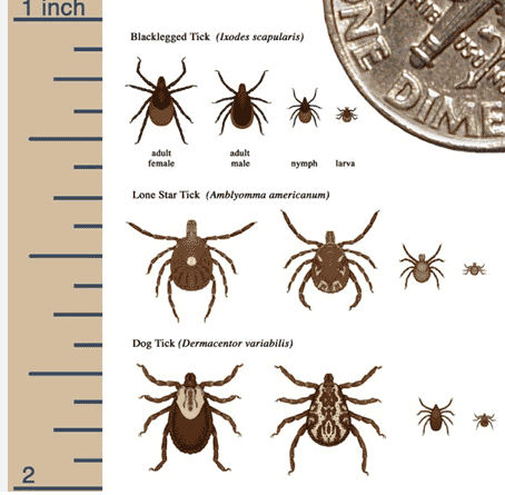 Tick size chart comparing blacklegged, lone star, and dog ticks with coin and ruler scale