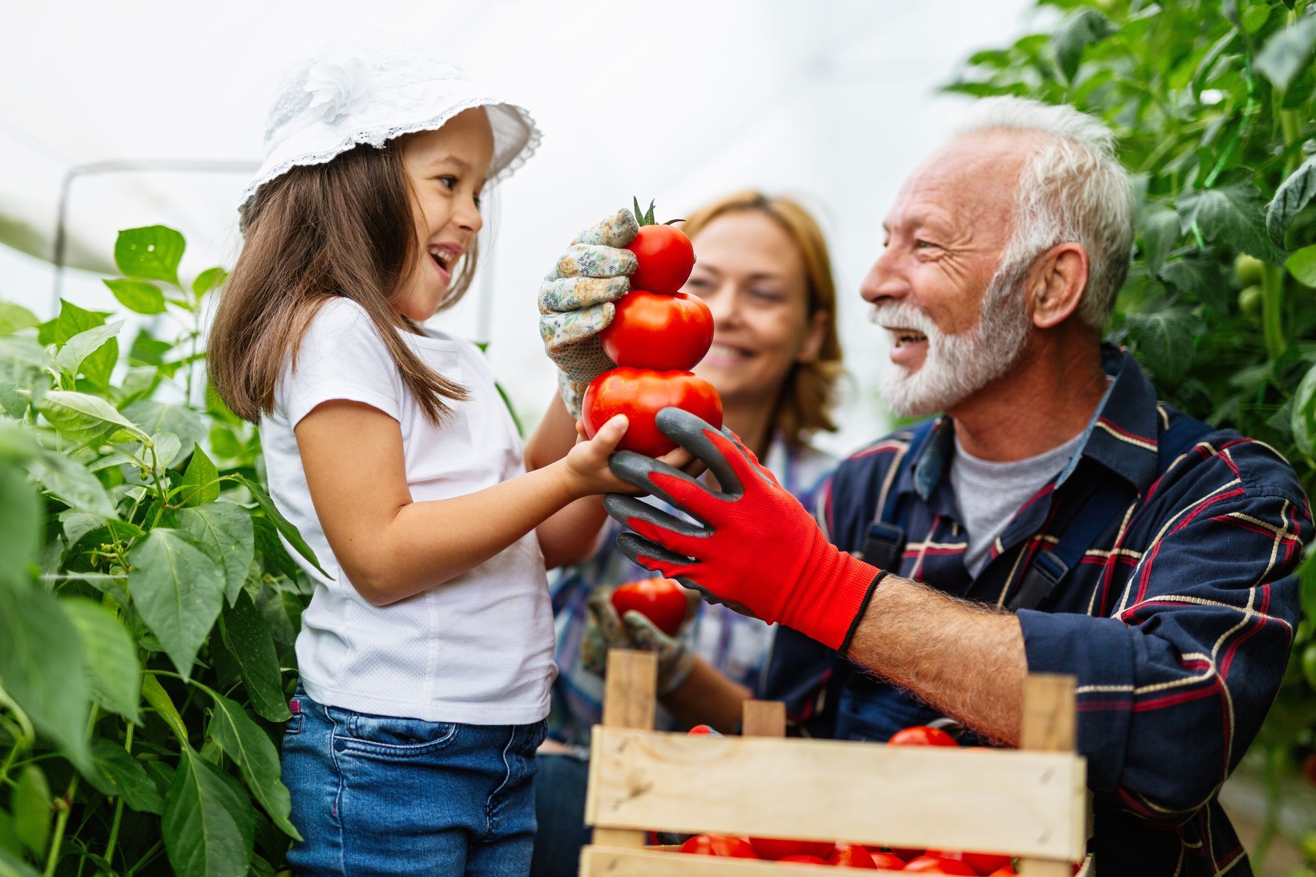 A little girl is picking tomatoes with her grandparents in a greenhouse.