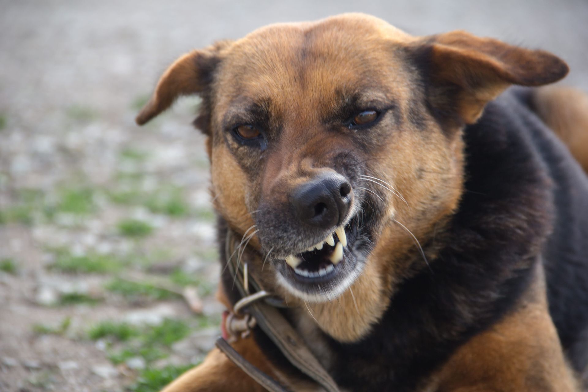 Brown-and-black dog snarling on a leash, showing teeth outdoors on a gravel path