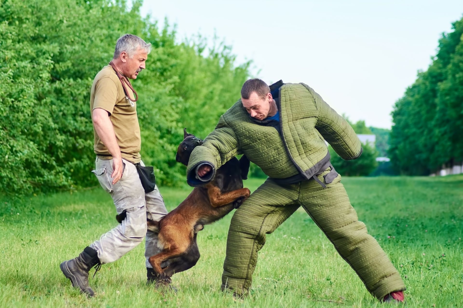 Dog attacking a person wearing a bite suit, representing animal attacks in NY.