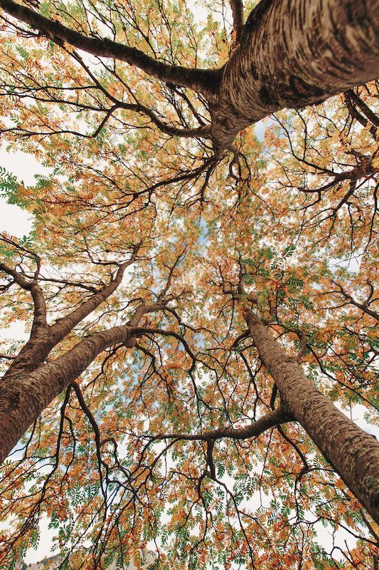Looking up at an autumn tree, representing seasonal change and growth in online therapy across California.