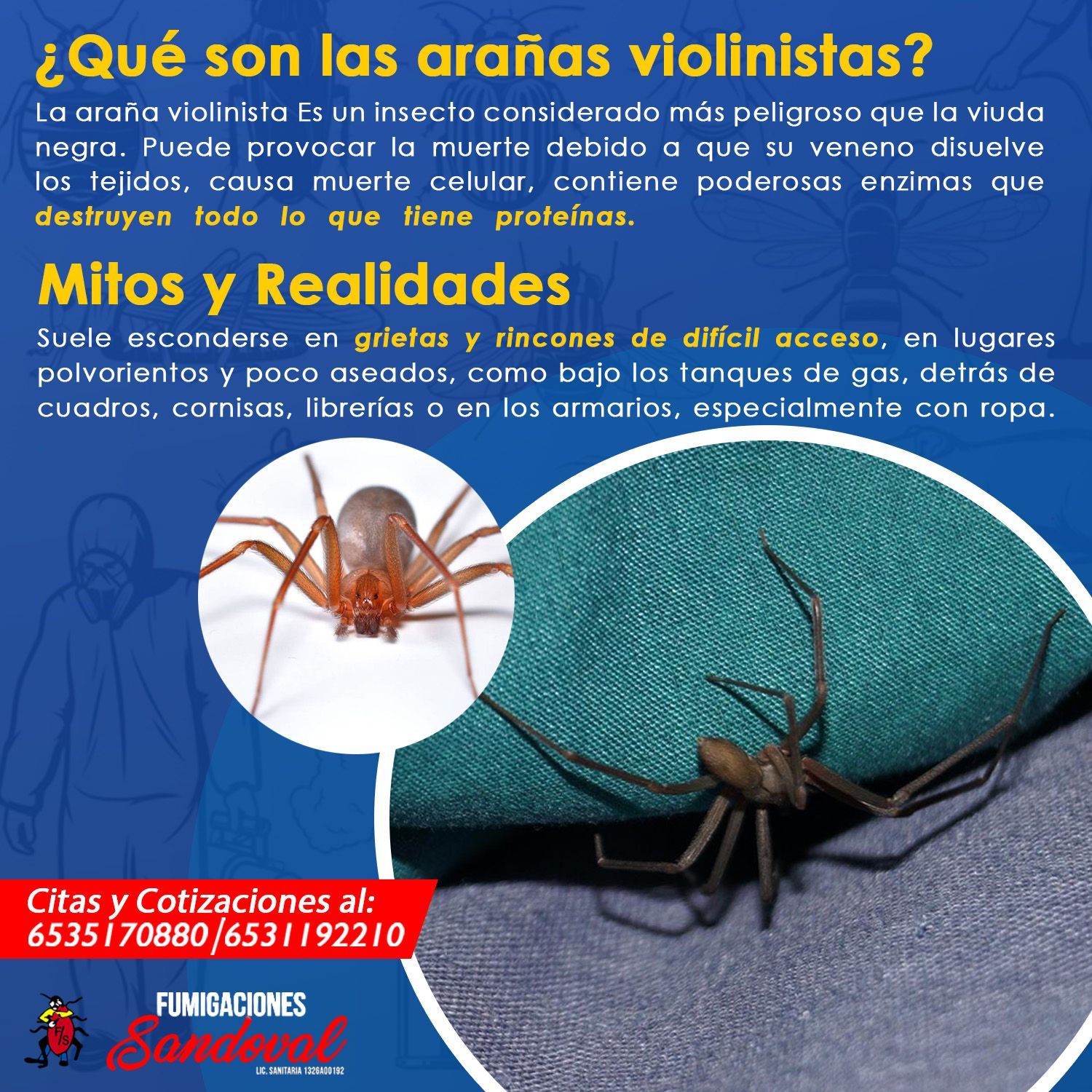 FUMIGACIONES SANDOVAL-VIOLINISTA