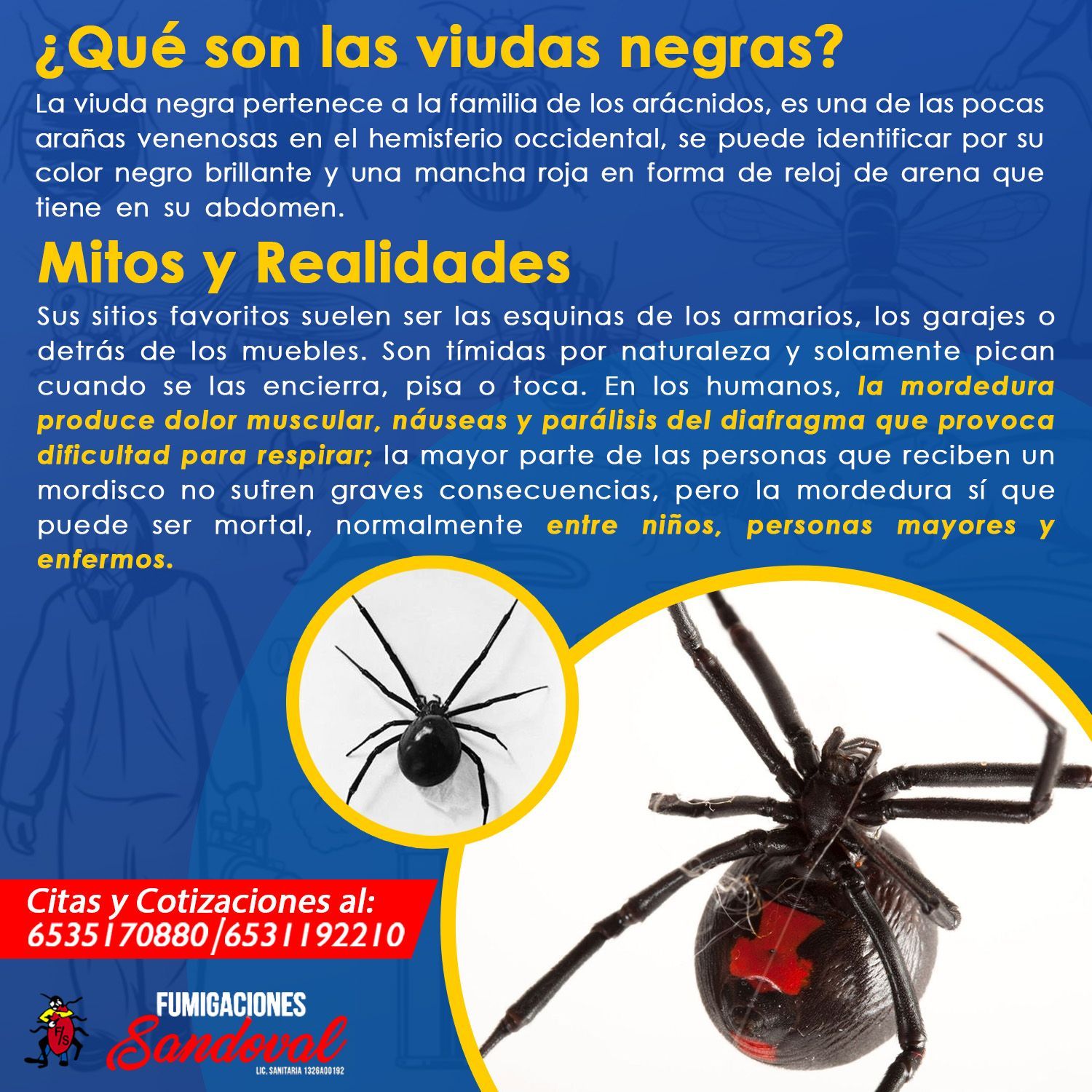 FUMIGACIONES SANDOVAL-VIUDAS NEGRAS