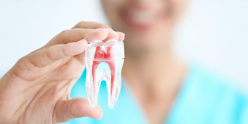 A transparent model tooth with the root canals visible. Our dentist office provides root canal therapy