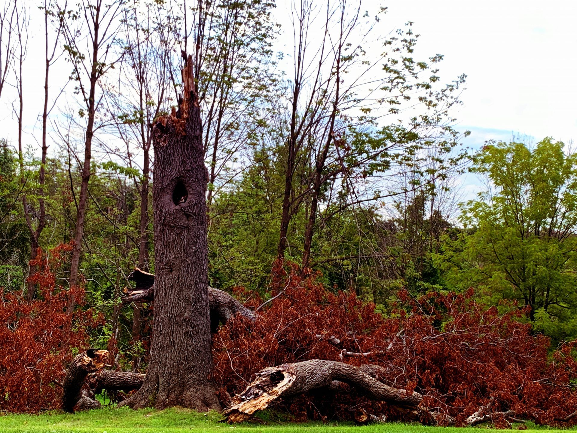 Storm Damage Tree Stump | Rice Lake, WI | Becker & Sons LLC