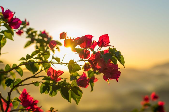 Red bougainvillea flowers backlit by warm sunrise light against a blurred horizon