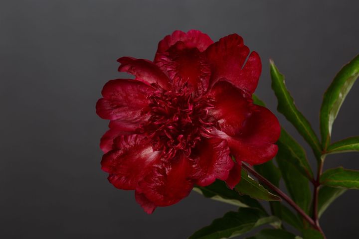 Red peony bloom with green leaves against a dark gray background