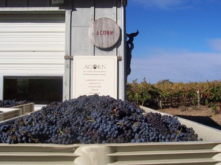 Harvest at Alegría Vineyards