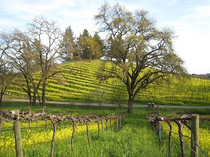 Photo of Alegria Vineyard