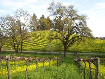 springtime at Alegría Vineyards