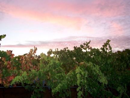 Alegría Vineyards