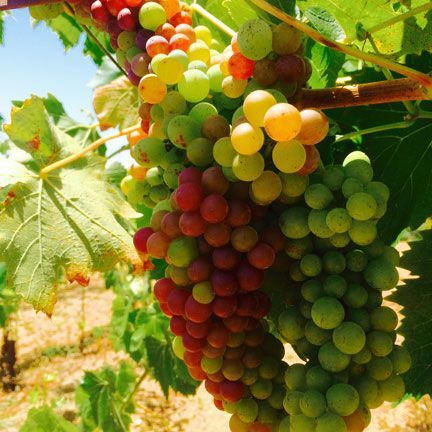 Medley grapes at Alegría Vineyards