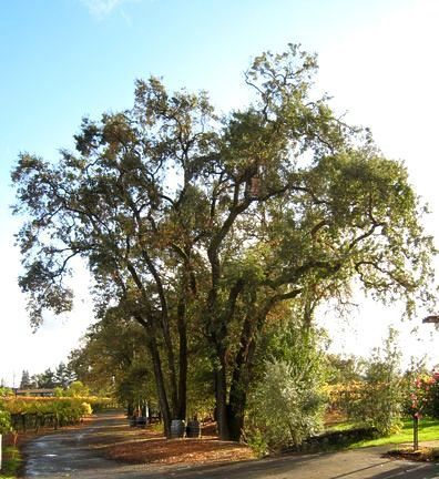 oak at Alegría Vineyards