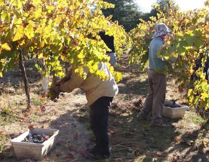 hand-picking grapes at Alegría Vineyards