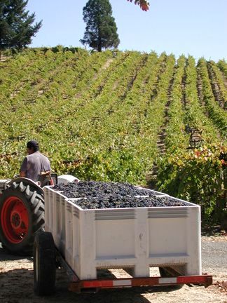 hillside vineyard