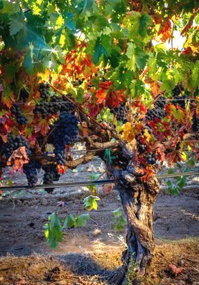 vines at Alegría Vineyards