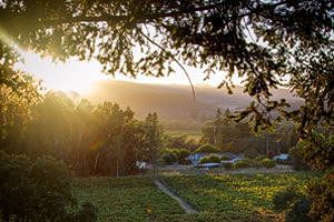 sunrise Alegría Vineyards