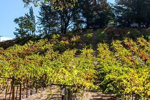 hillside vineyard at Alegría Vineyards