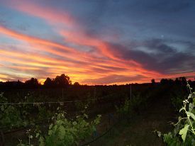 sunset at Alegría Vineyards
