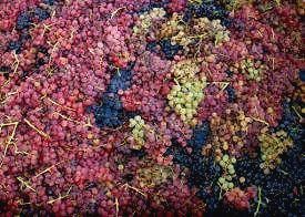 field-blend Medley from Alegría Vineyards