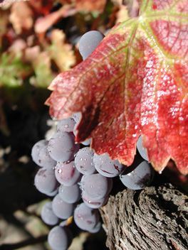 grape vine at Alegría Vineyards