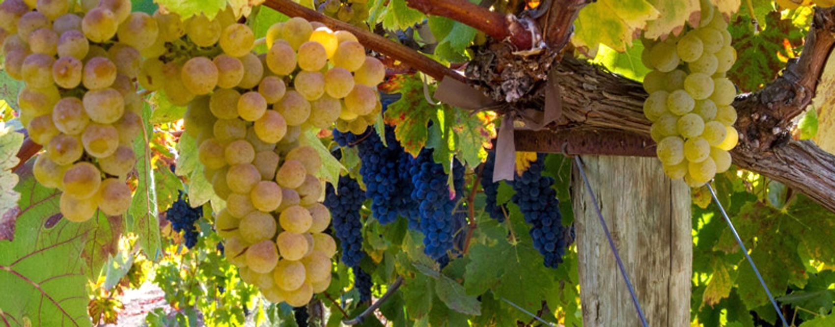 Syrah and Viognier