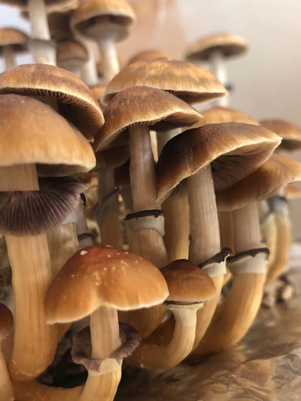 Grupo de pequeños hongos de sombrero marrón que crecen muy juntos sobre un fondo pálido.