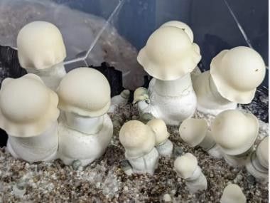 Albino B+