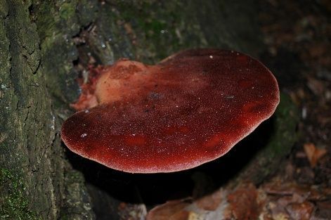 Beefsteak