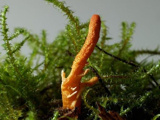 Cordyceps Naranja