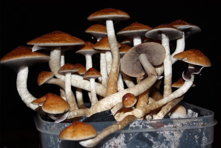 Golden Teacher