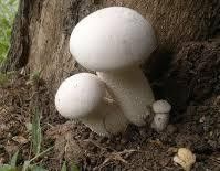 Hongo Lechoso/ Milk Cap