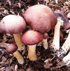 King Stropharia