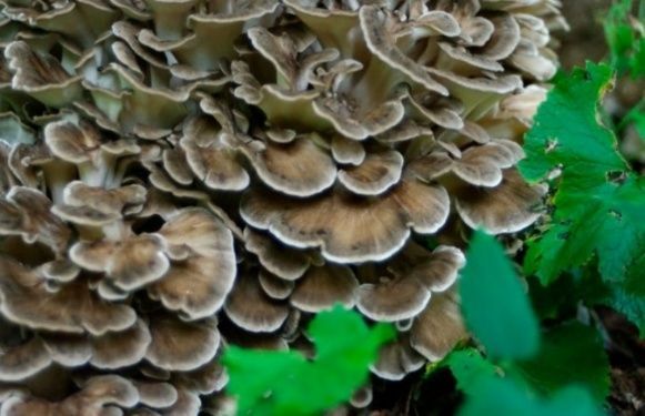 Maitake