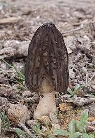 Morilla Negra o Morel negra